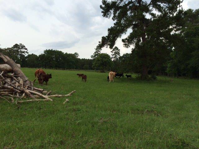 Pasture with mommas and babies