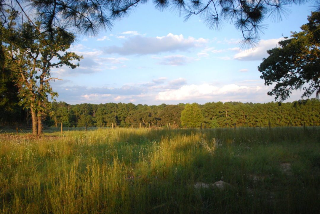 Navasota Pasture in front of the farmhouse