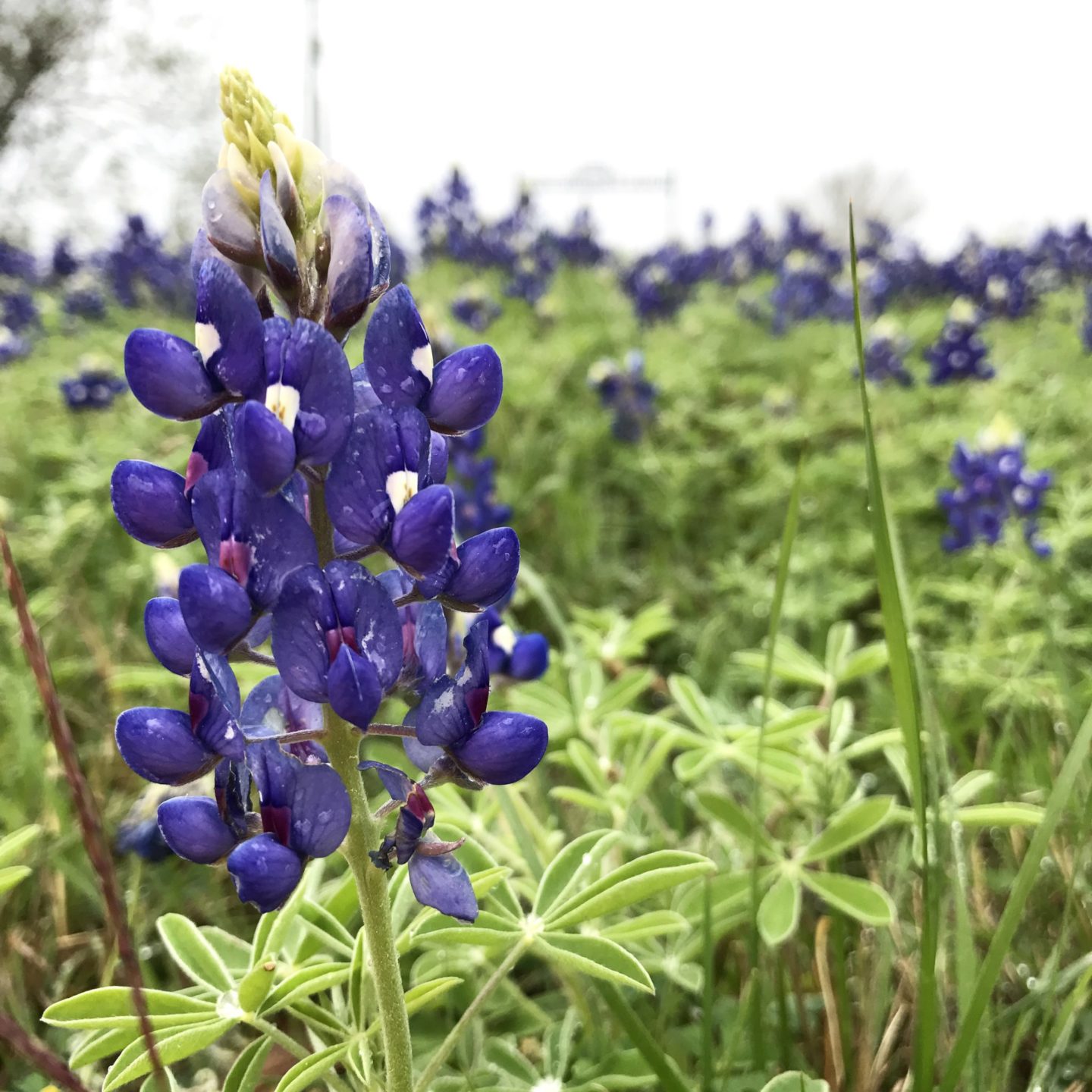 Texas Bluebonnets in Navasota