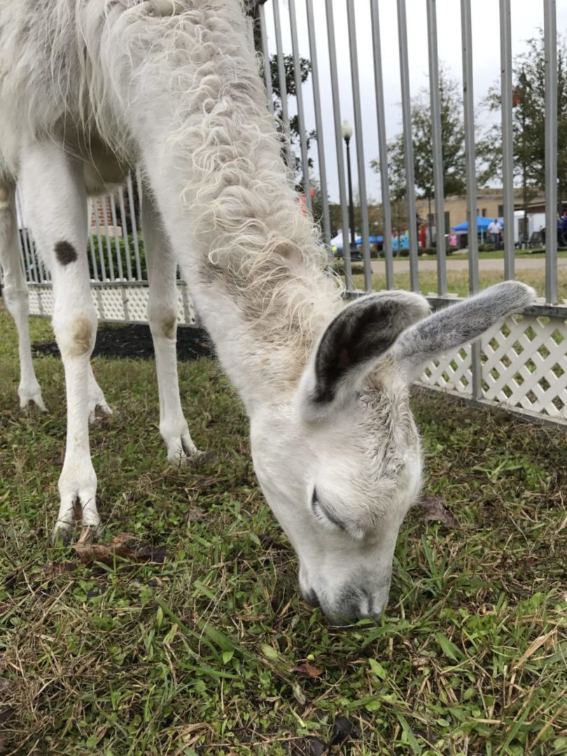 Texas Birthday Bash Petting Zoo Llama