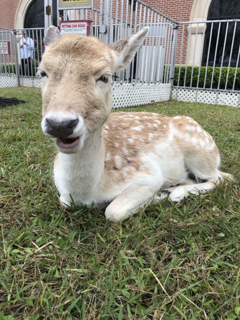 Texas Birthday Bash Petting Zoo Deer