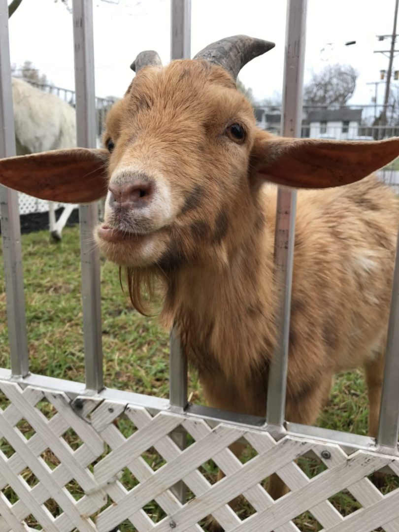 Texas Birthday Bash Petting Zoo Goat