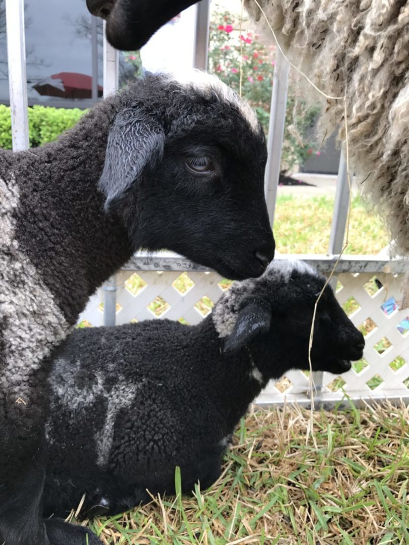 Texas Birthday Bash Petting Zoo Lambs