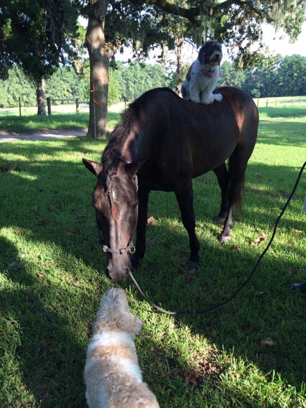 BLM mustang checking out the dogs