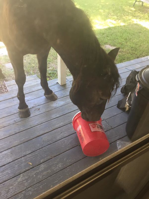 BLM mustang checking out the treat bucket on the back porch