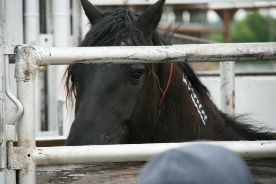 BLM Adoption Day in Pauls Valley, OK