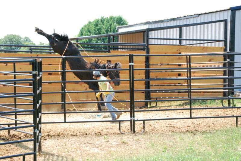 Adoption day 1 of a BLM Mustang