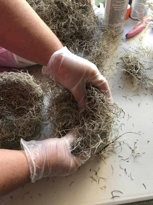 Shaping Spanish moss to make a nest