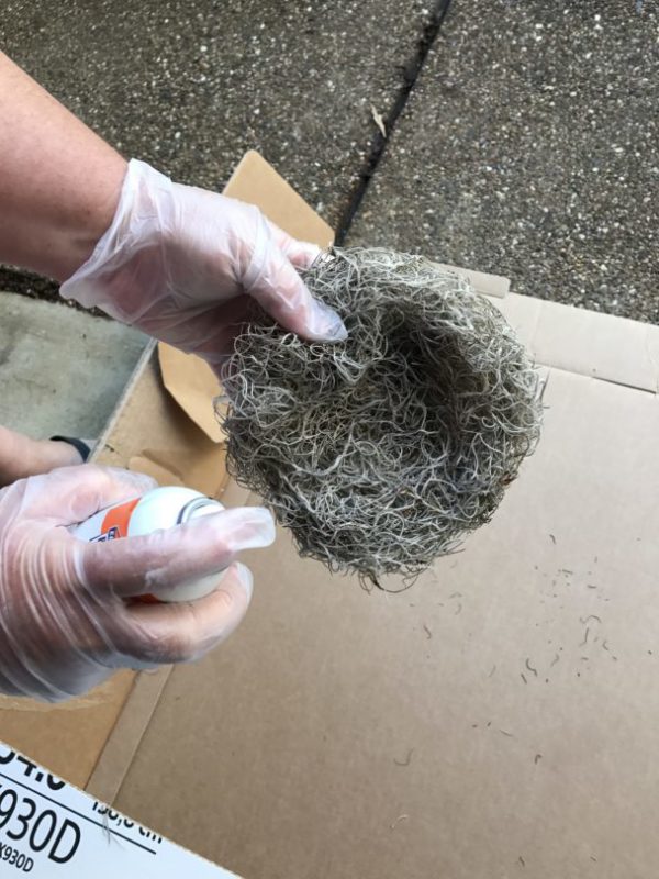 Spraying spanish moss when making a nest