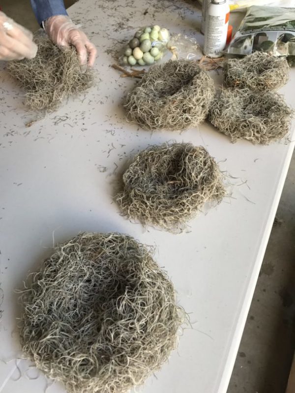 spanish moss nests