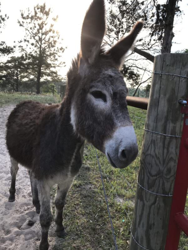 An adopted BLM burro after training