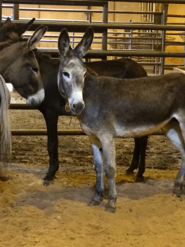 BLM Burro on adoption day in Fort Worth