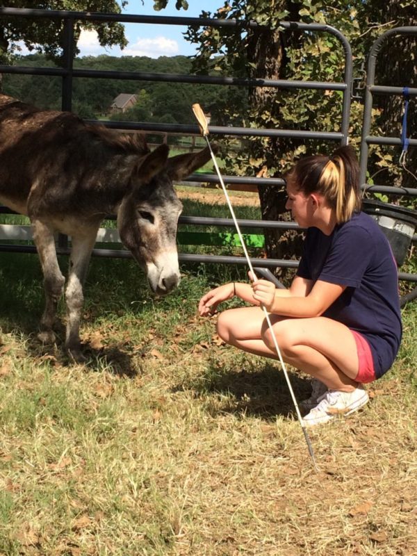 BLM burro training in small pen getting used to human interaction