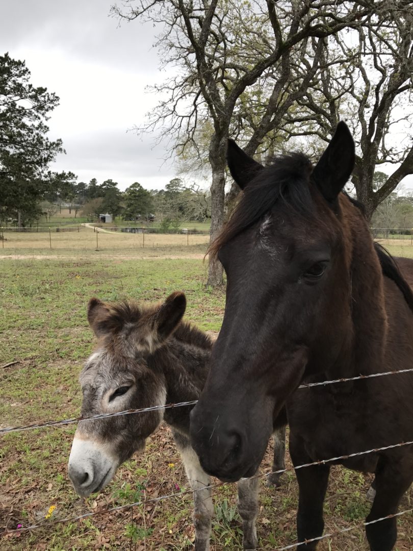 BLM Mustang and BLM Burro together in pasture