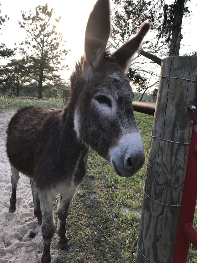 An adopted BLM burro after training