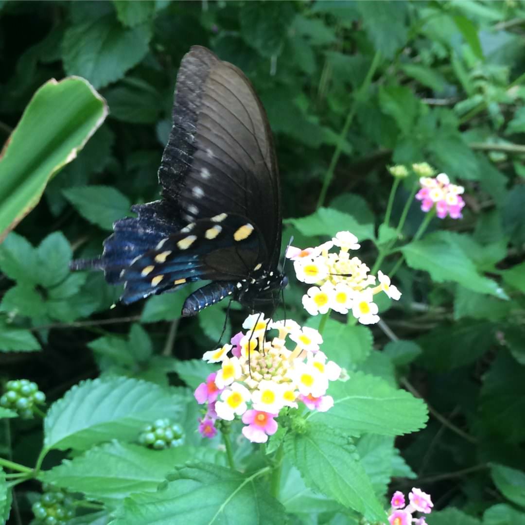 Butterfly on a Lantana flowering bush