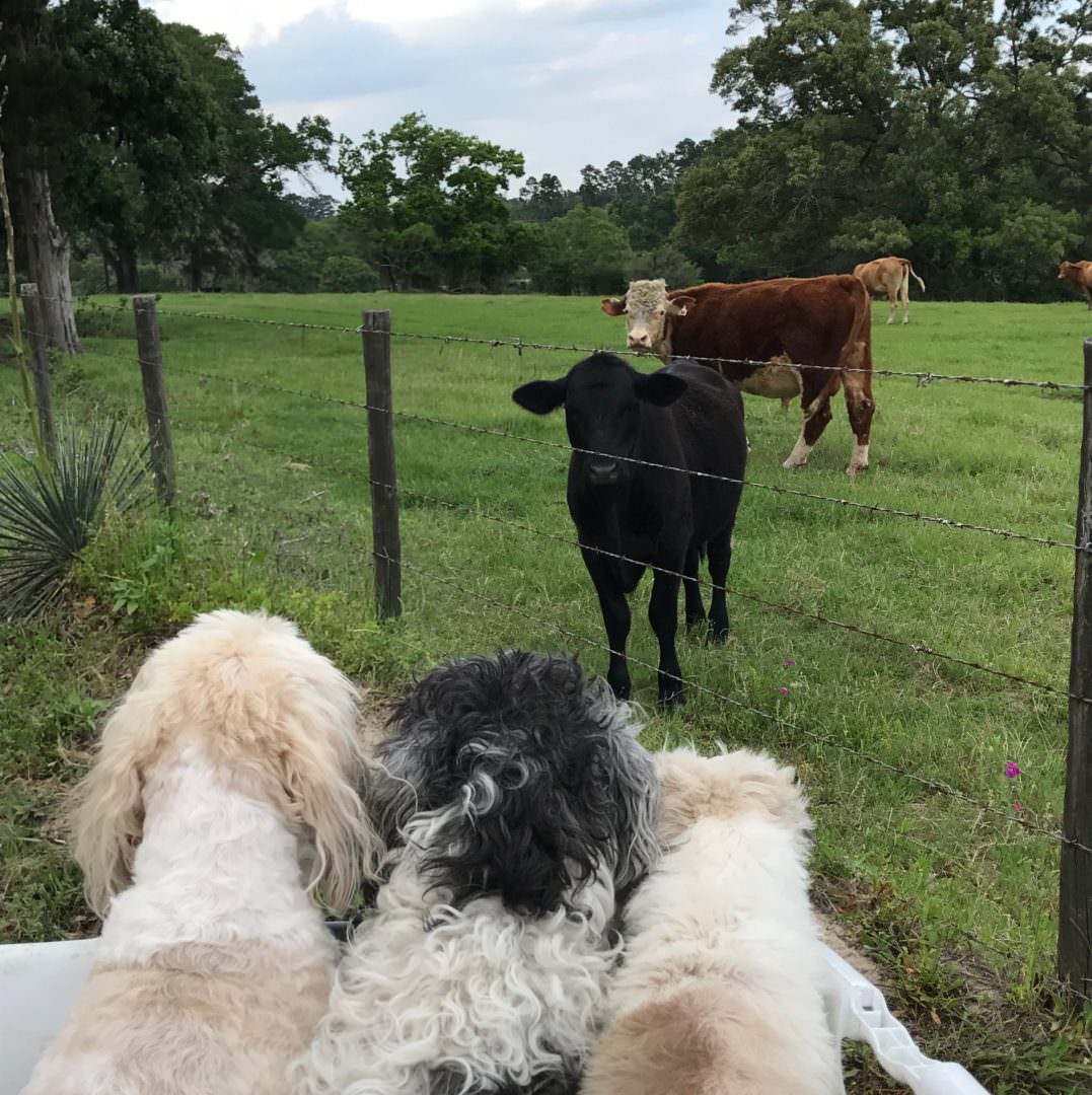 dogs sitting in basket on 4 wheeler with cows behind the fence