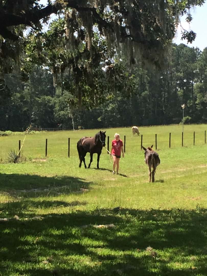 BLM Mustang and Burro in the pasture in Navasota TX