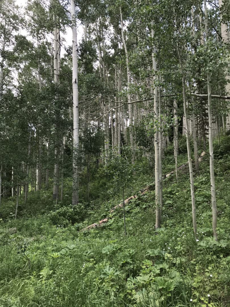 Aspen trees in Colorado