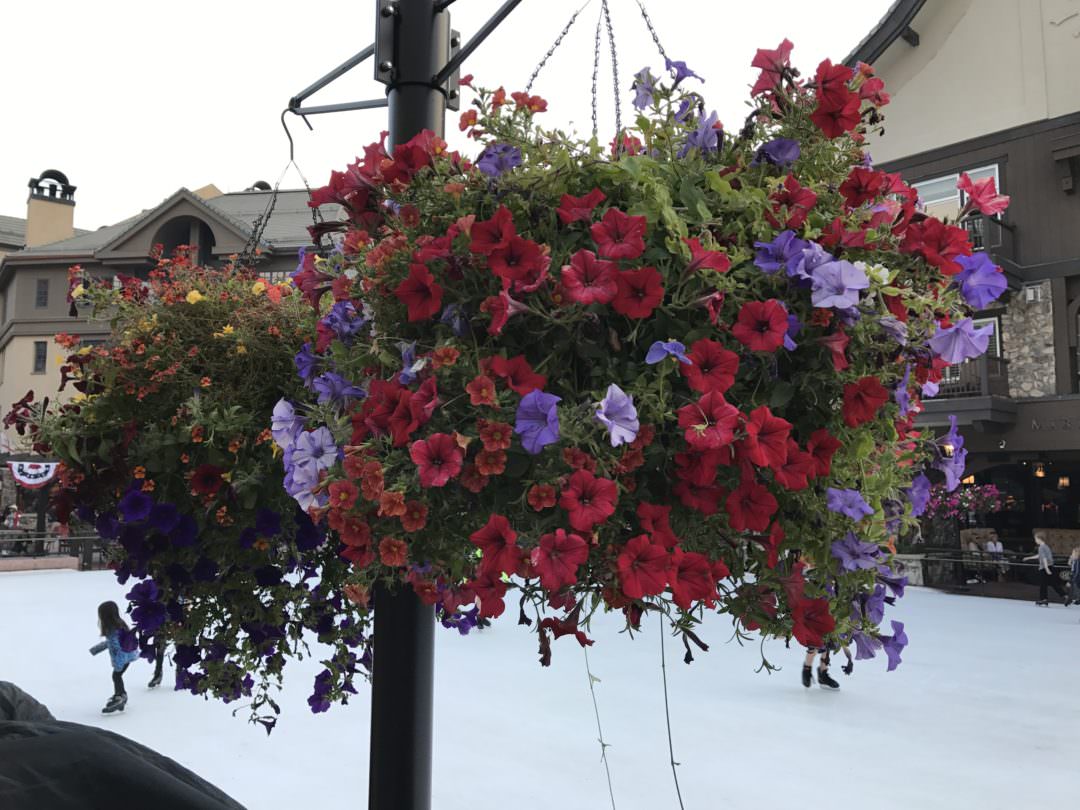 Hanging flower basket in Beaver Creek Colorado