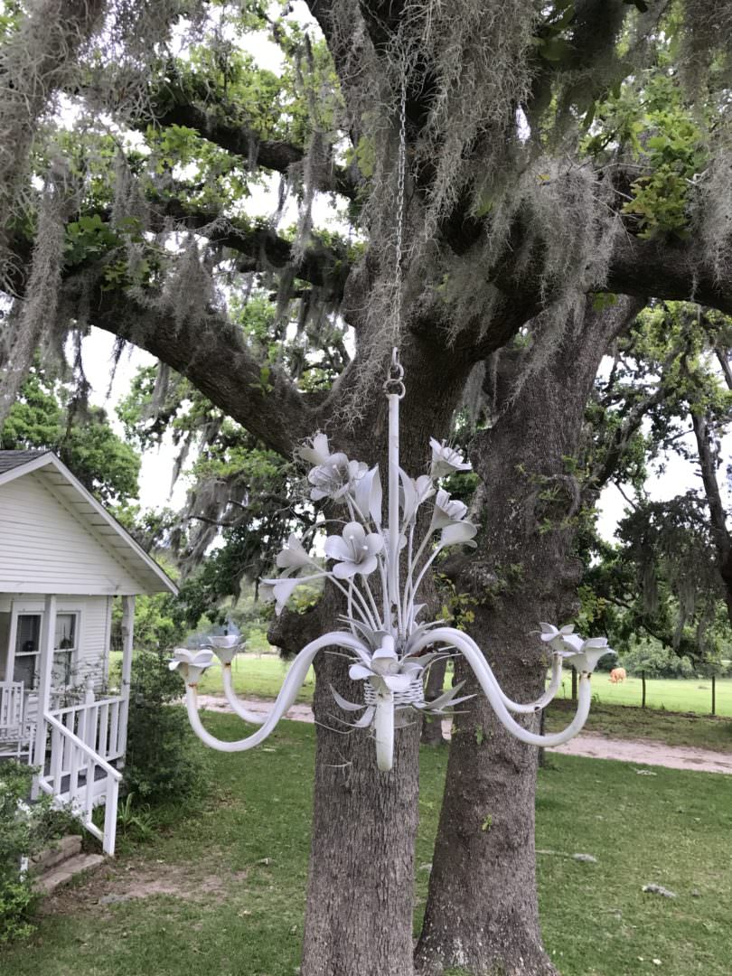 chandelier painted white and hung in tree in Navasota, TX