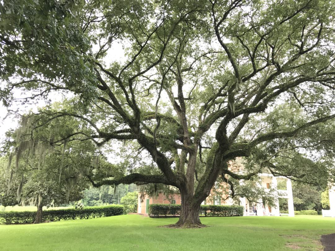 Large oak behind Melrose Mansion between the out buildings