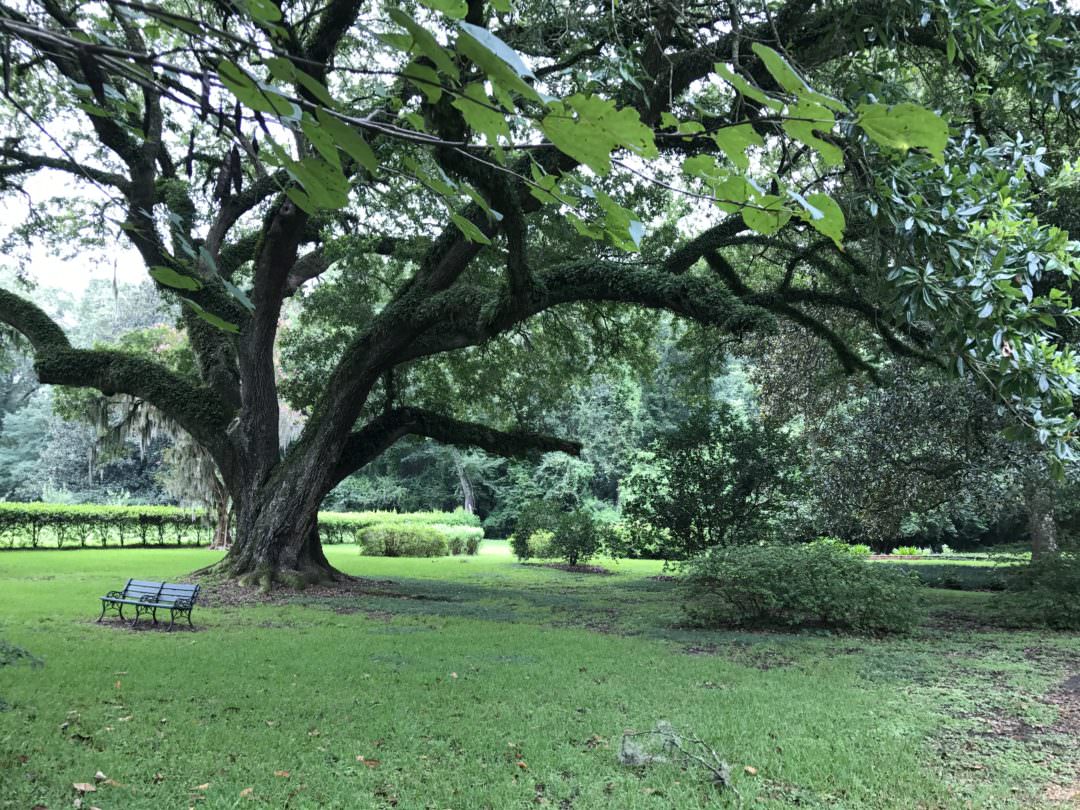 Tree with bench at Melrose Mansion in Natchez Mississippi