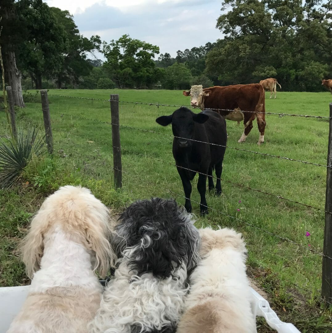 Dogs helping gather live clippings for the garland on CountyRoad407.com