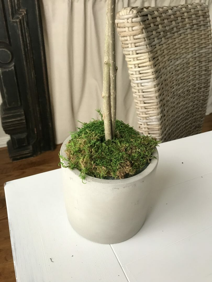 DIY topiary base with moss