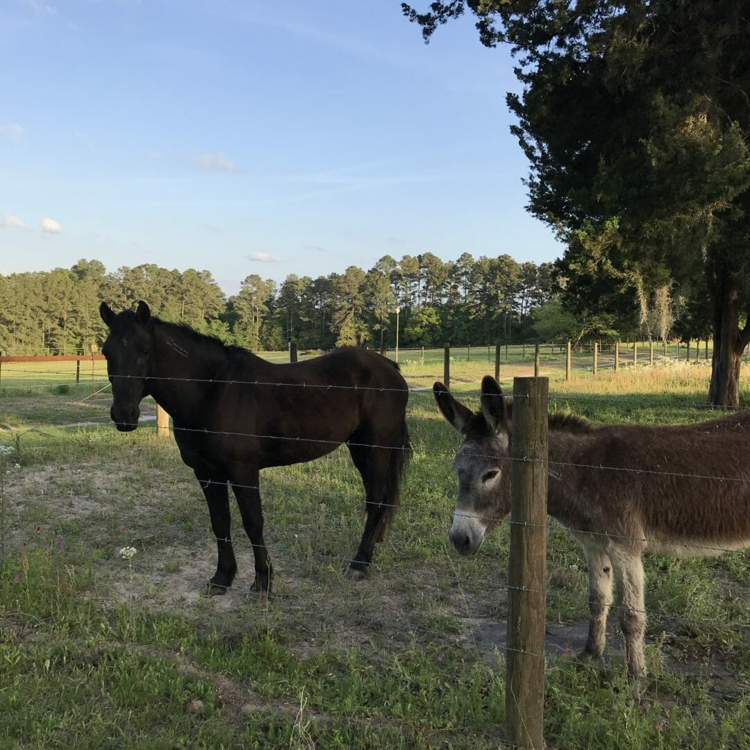 Adopted Mustang and Burro at the Navasota farmhouse by CountyRoad407.com