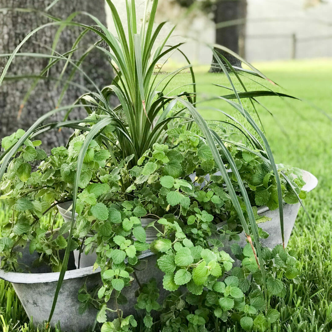 vintage baby tub with plants 