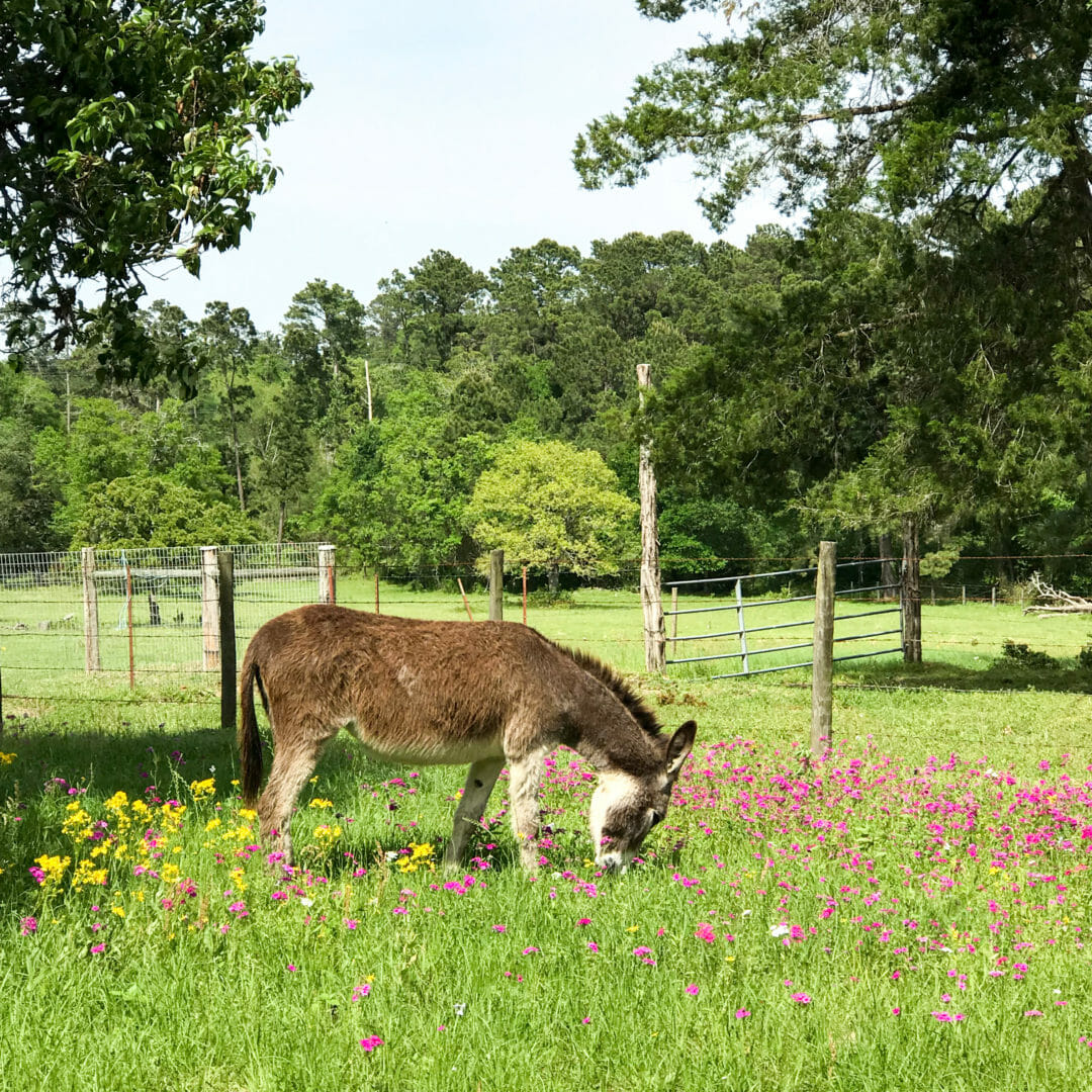 Scout the Burro in wild flowers by CountyRoad407.com