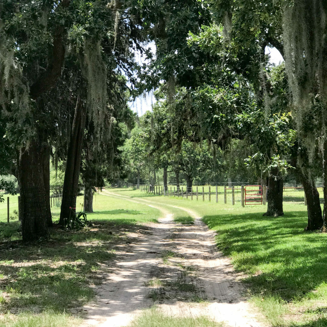 southern trees with spanish moss at the farmhouse in Navasota TX. By countyroad407.com