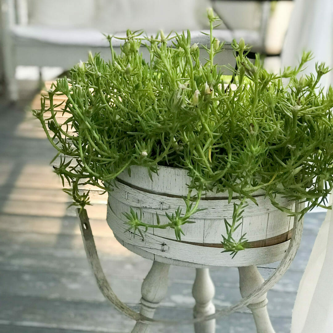 old sewing container with plant