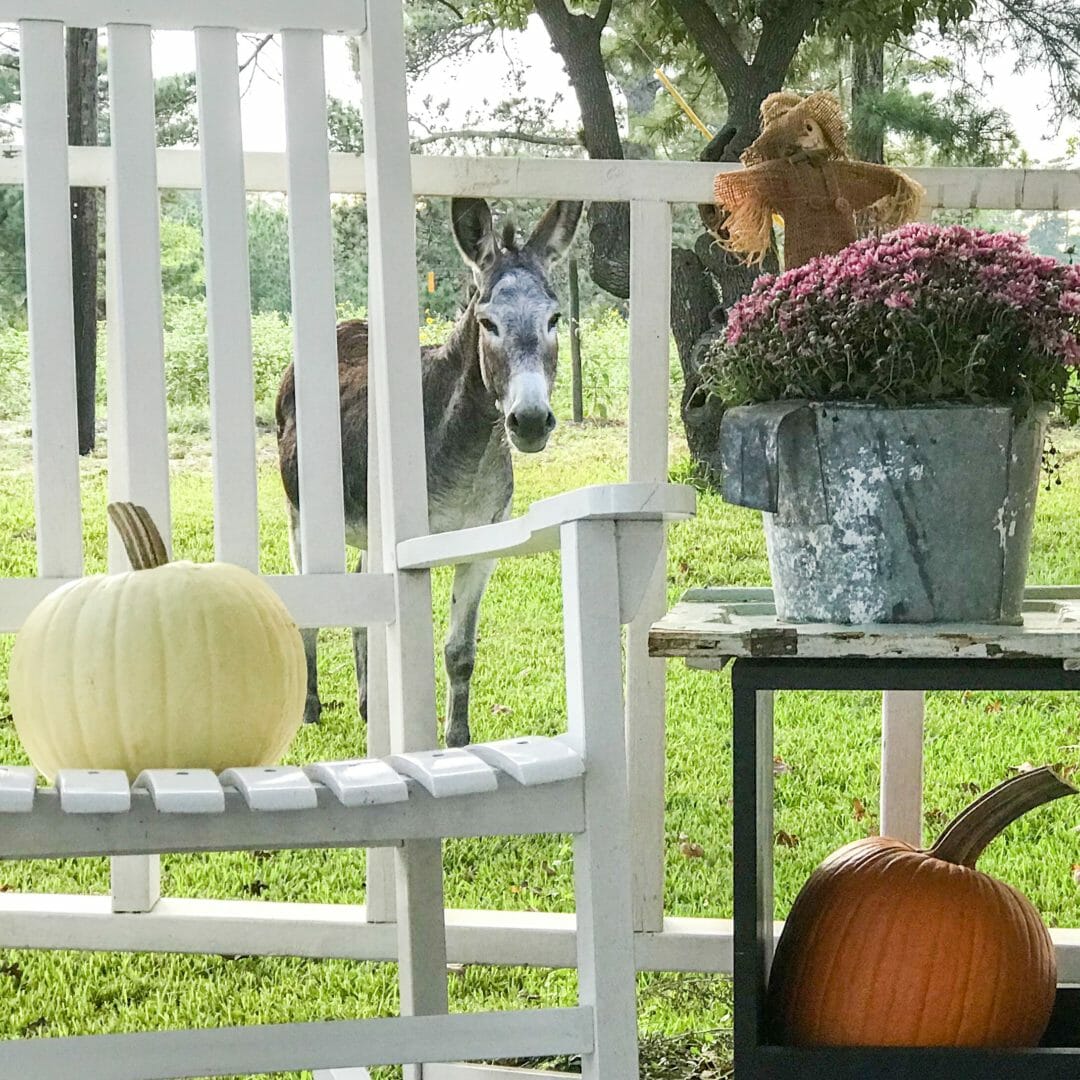 A BLM Burro makes for an adorable fall picture on a farmhouse front porch. CountyRoad407.com