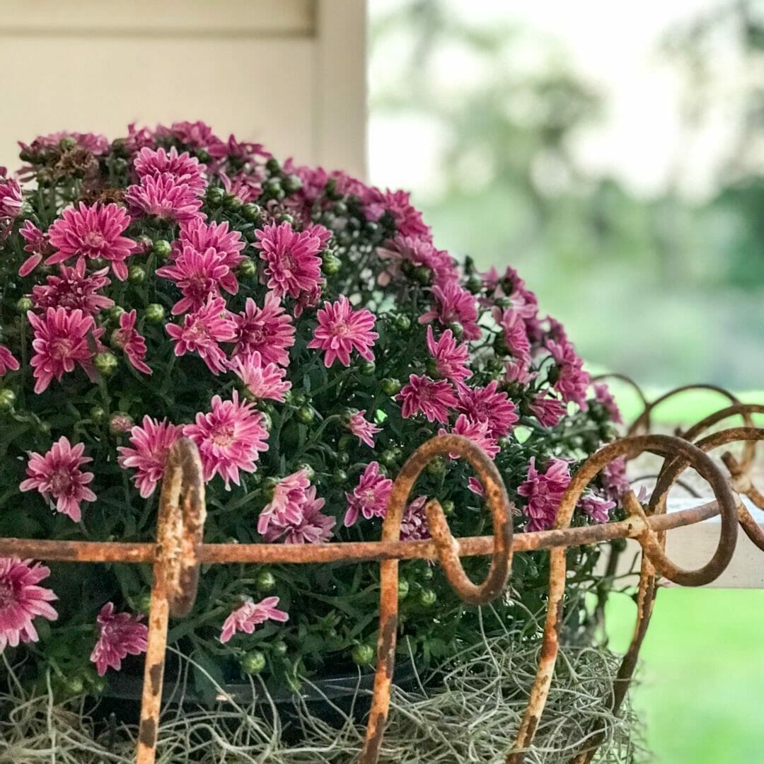 Fall mum in rusty stand for a farmhouse fall porch idea by CountyRoad407.com