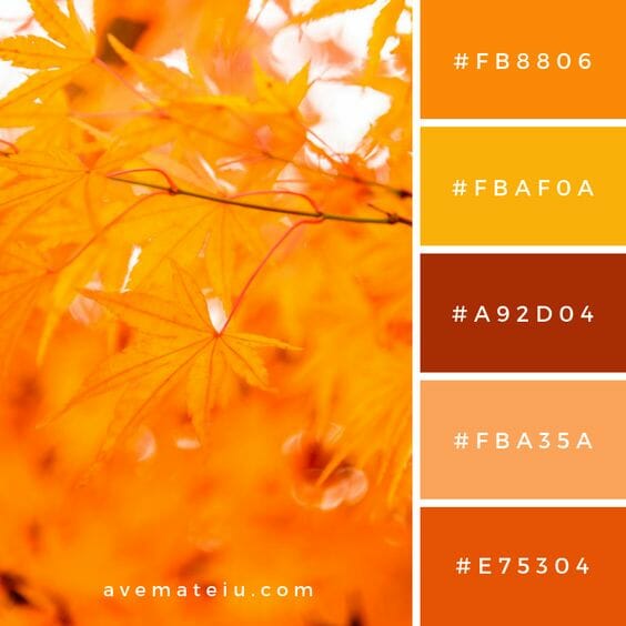 beautiful fall color 