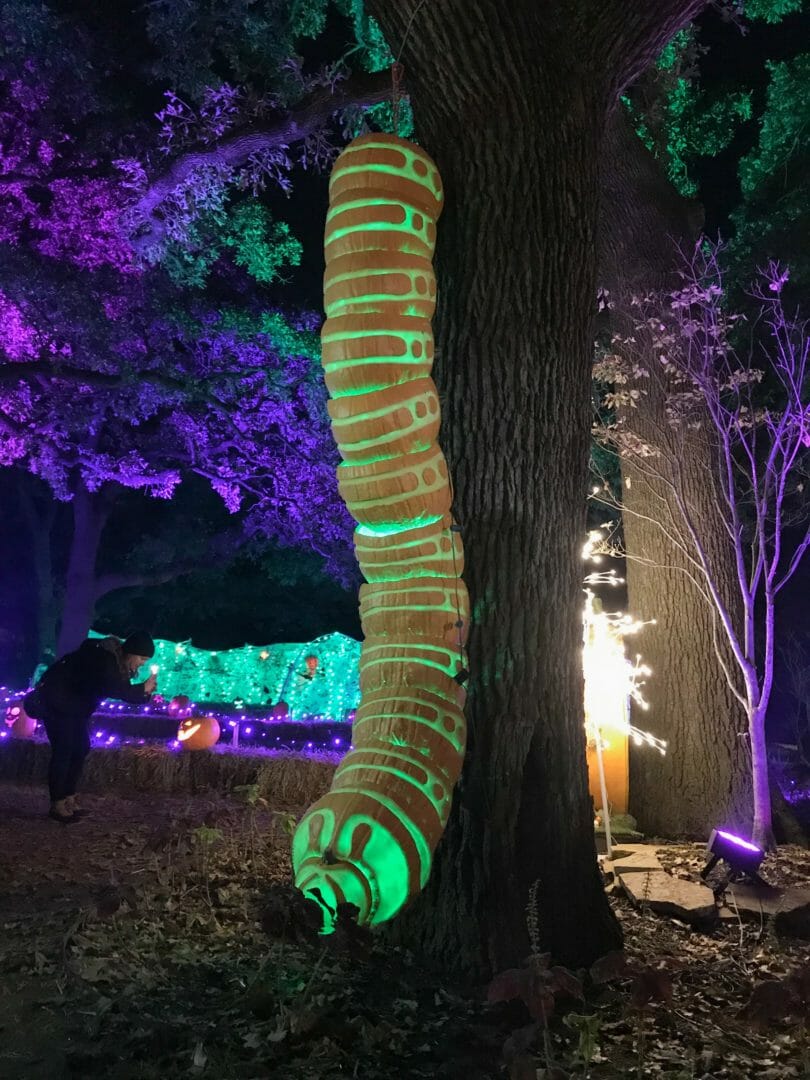 caterpillar pumpkins on tree