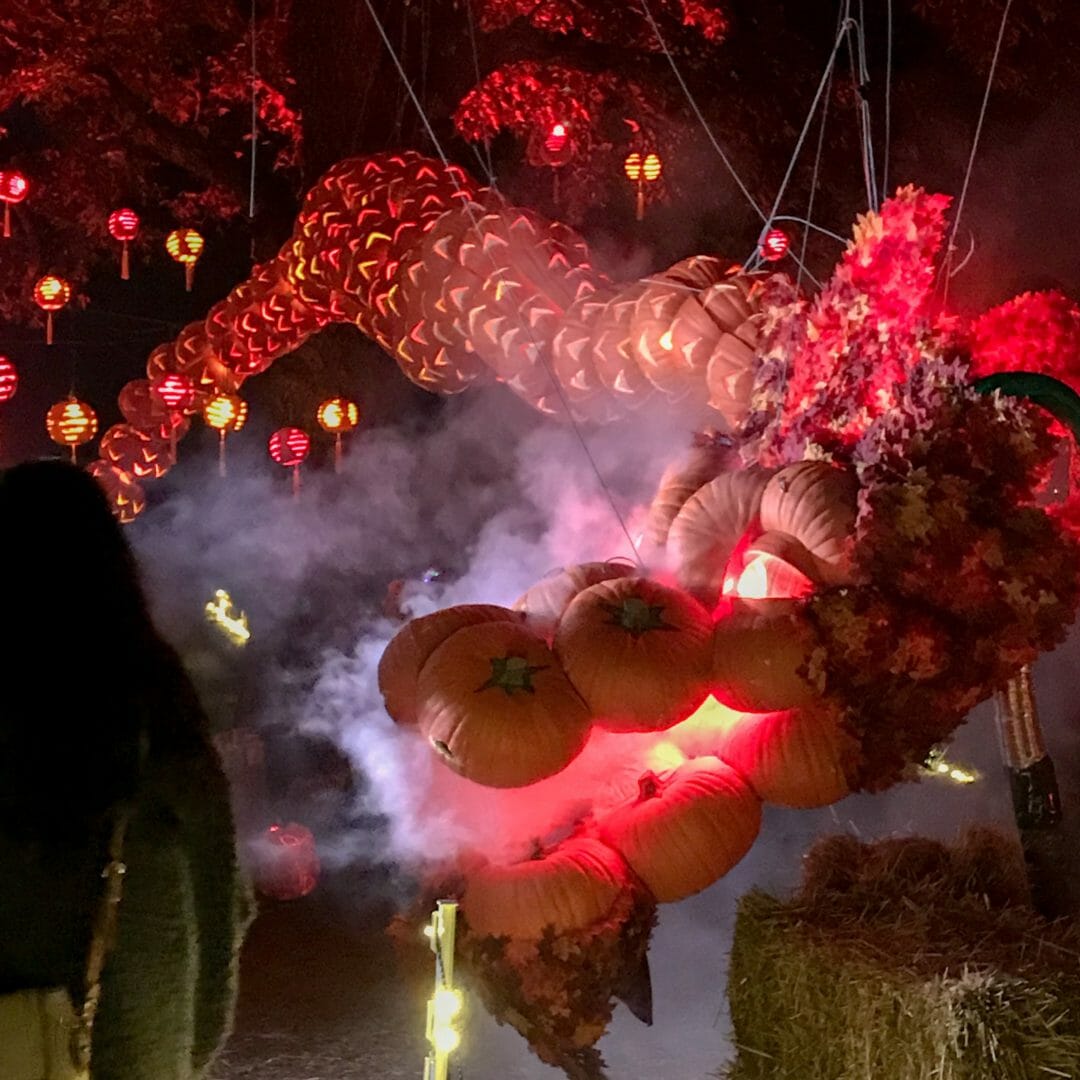 Dragon made of pumpkins at Pumpkin Nights