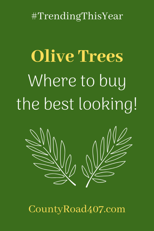 Where to buy Olive Tree Pinterest graphic