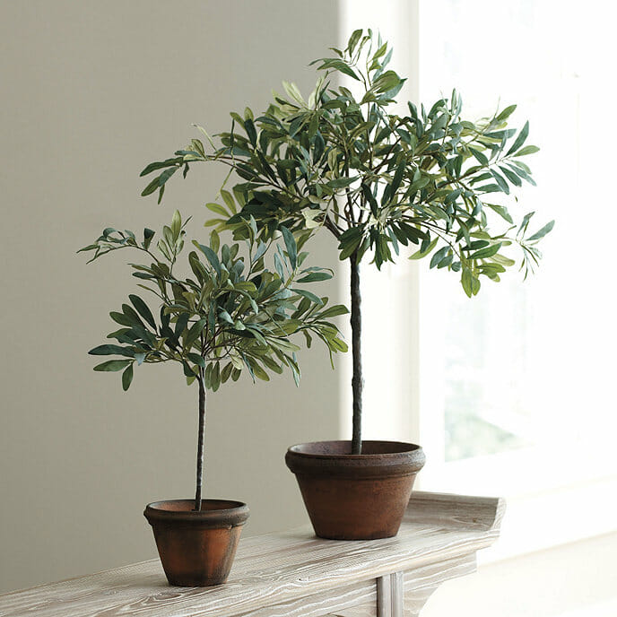 small olive tree in clay pots by window