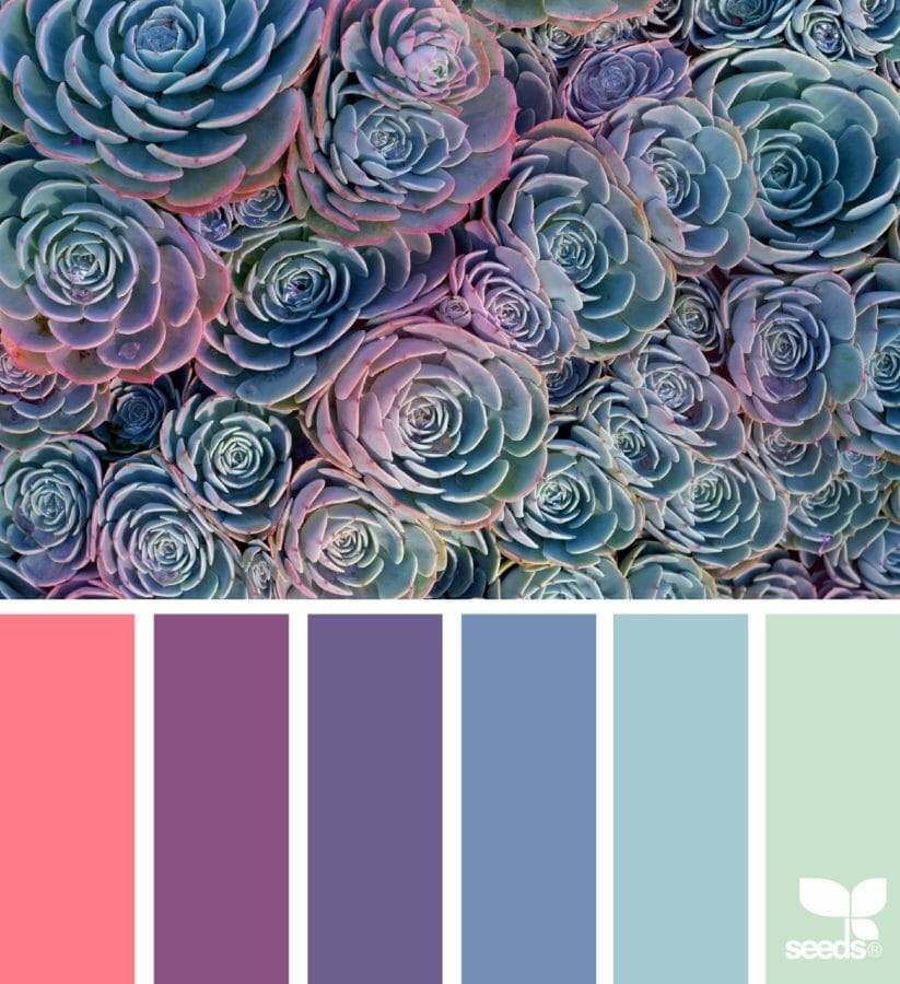 succulents with color palette