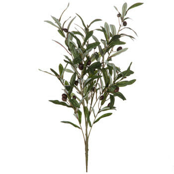 olive bush stem