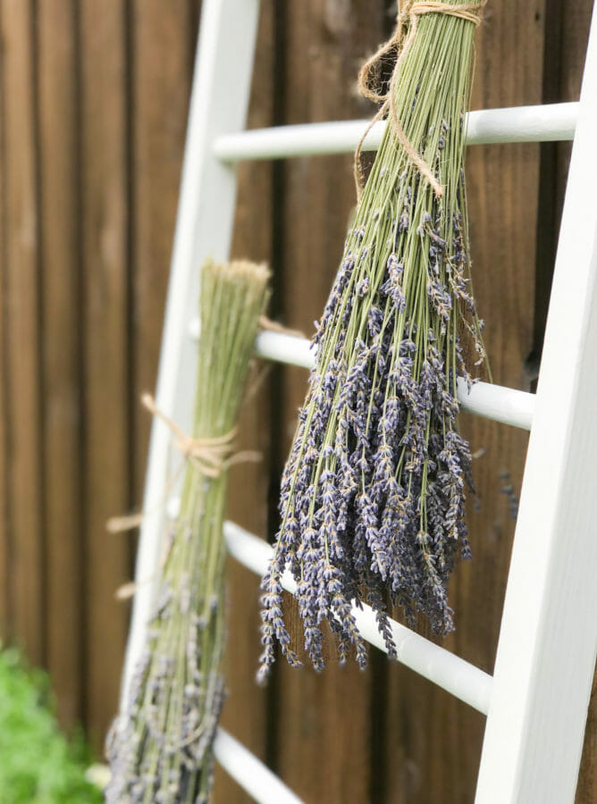 lavender hanging on ladder