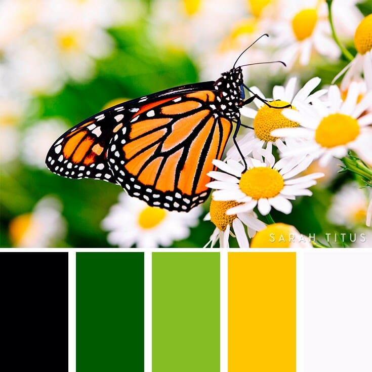Color Palettes - Sarah Titus