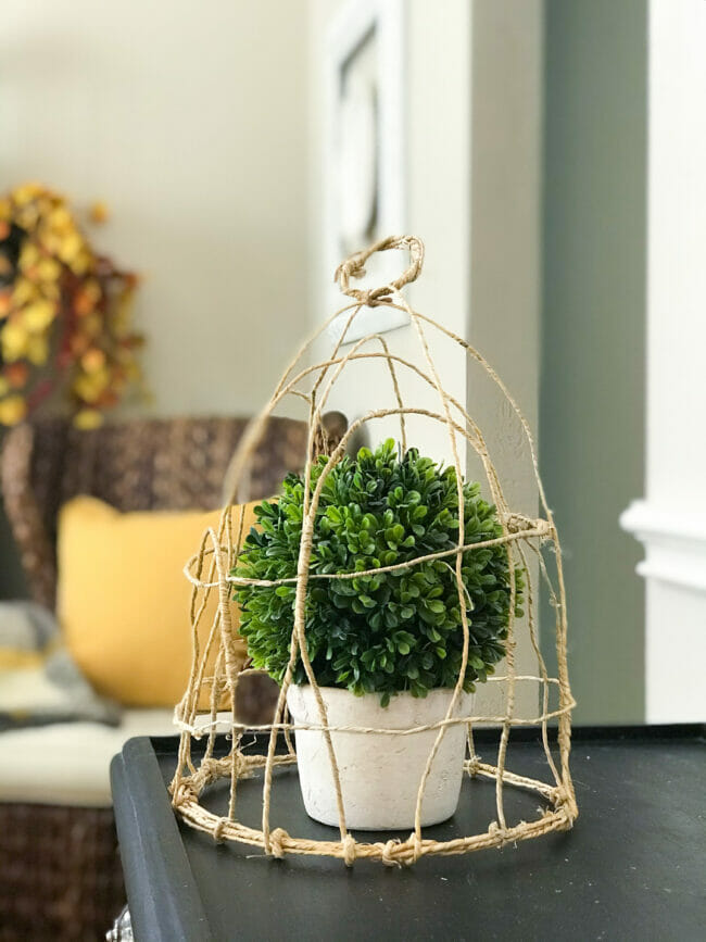 boxwood in white planter under wire cloche