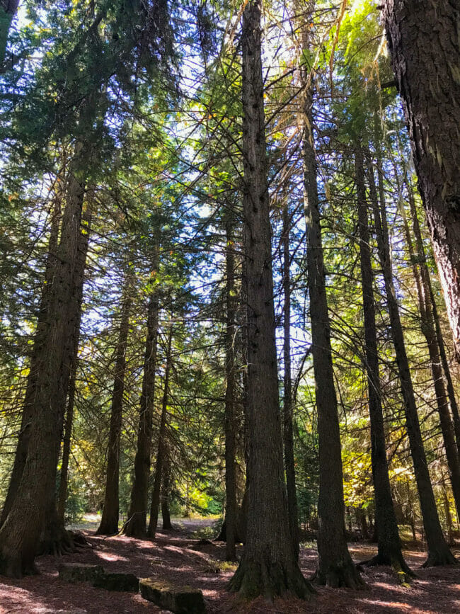 cedar trees in Glacier National Park, Montana