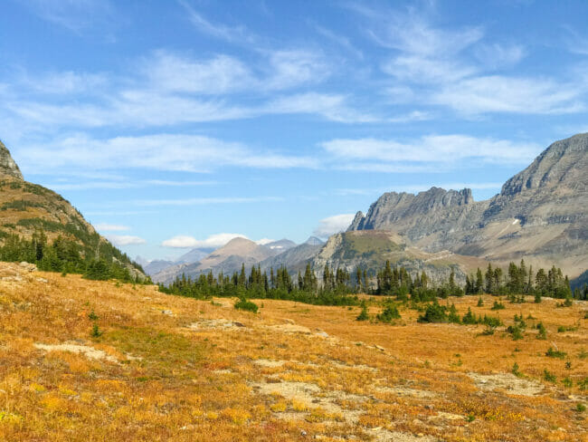 golden meadow with mountains in background