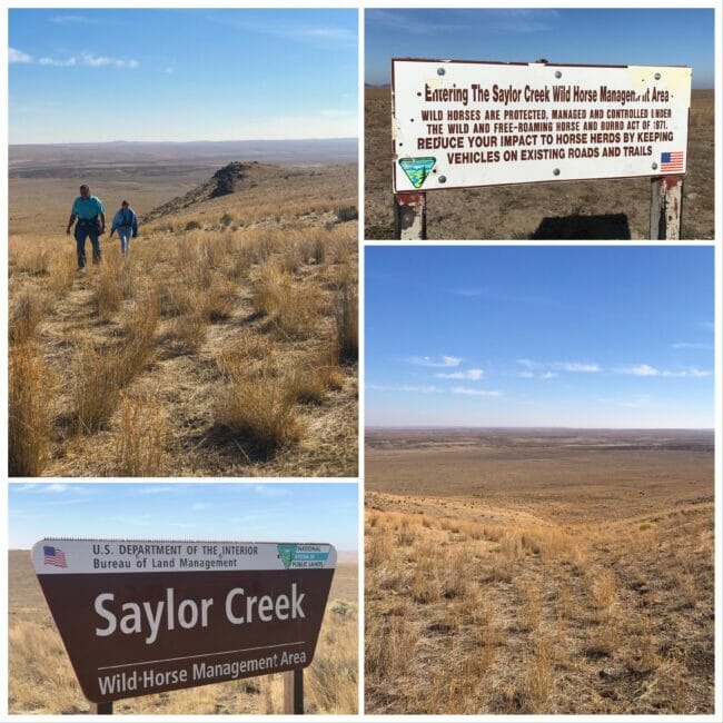 collage of saylor creek