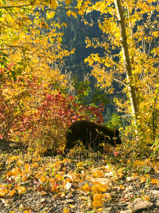Bear cub in Glacier National Park during October